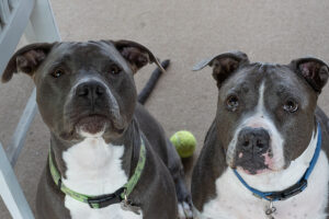 pitbull dogs are sitting down while looking up for a treat