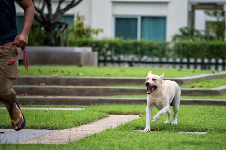 Furious angry Labrador retriever dog running to bite runaway man. Aggressive rabies puppy aminal try to attack his owner. Healthy insurance and safety concept.