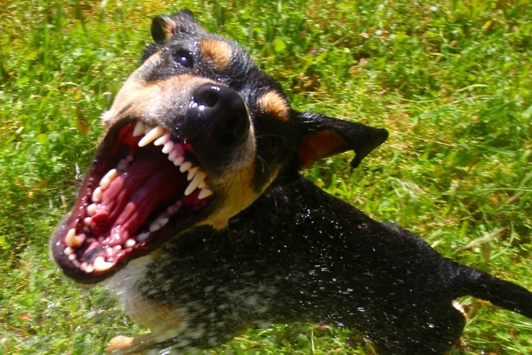 A hostile dog tries to maul the camera.