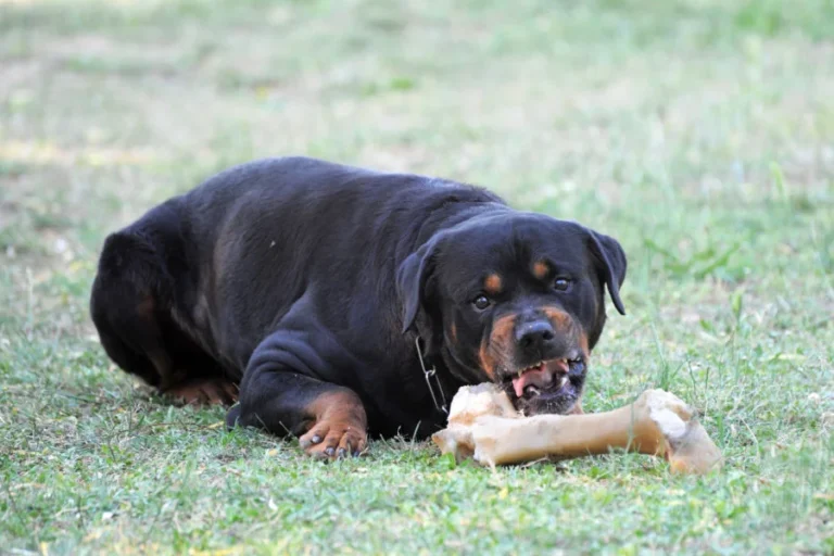 portrait of a angry purebred rottweiler with bone