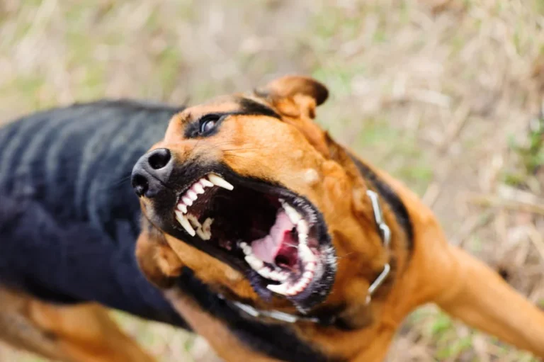 angry dog with bared teeth out of doors